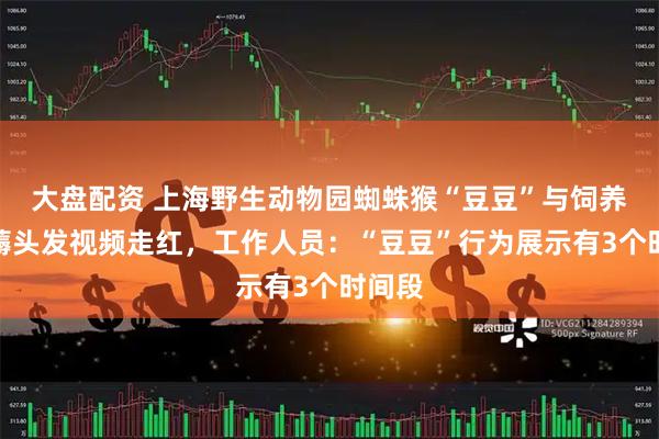 大盘配资 上海野生动物园蜘蛛猴“豆豆”与饲养员互薅头发视频走红，工作人员：“豆豆”行为展示有3个时间段